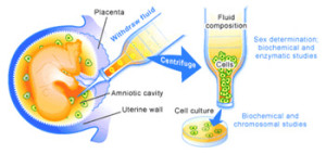 preimplantation